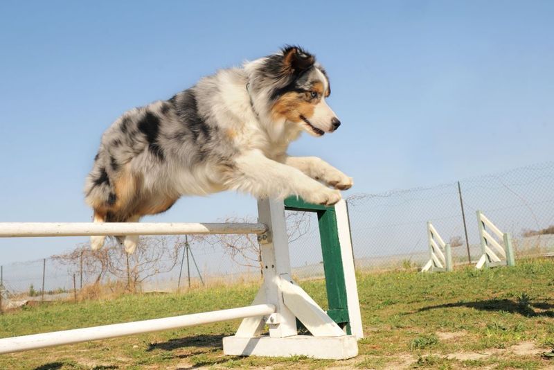 Australian Shepherd