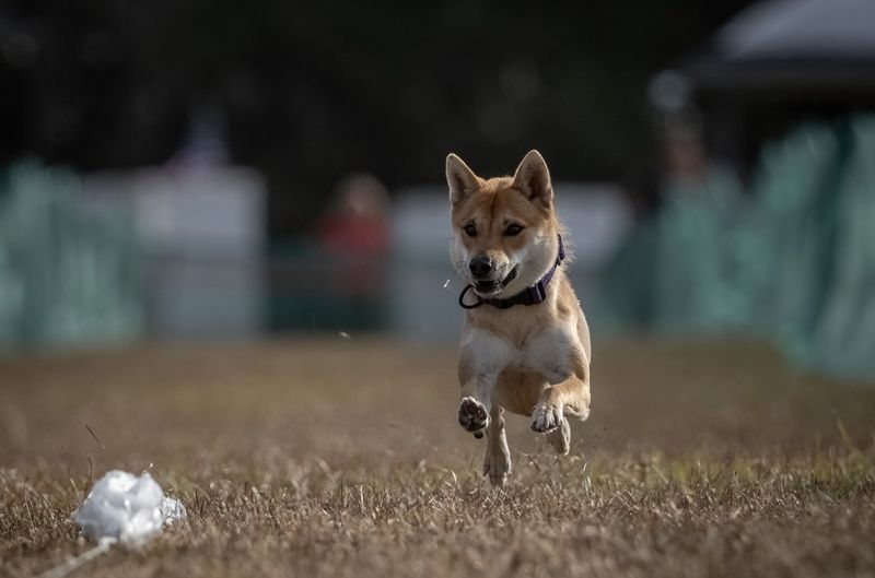 Shiba Inu