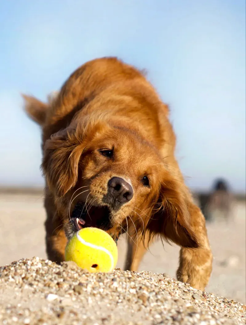 Golden Retriever