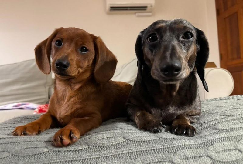 Dachshund