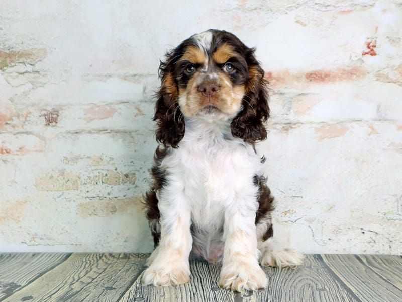 Cocker Spaniel