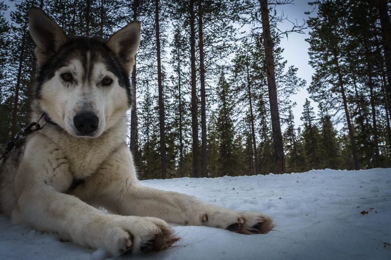 Alaskan Malamute