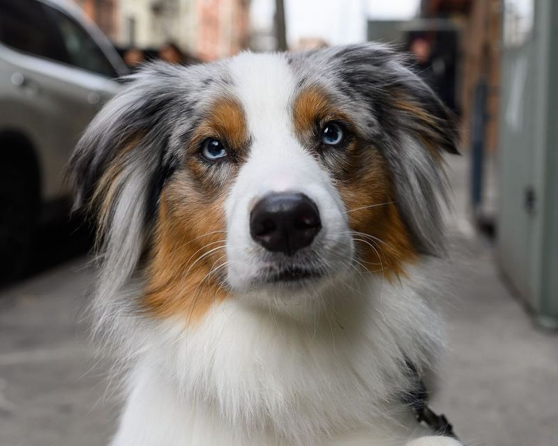 Australian Shepherd