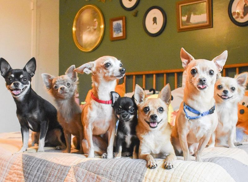 Chihuahua