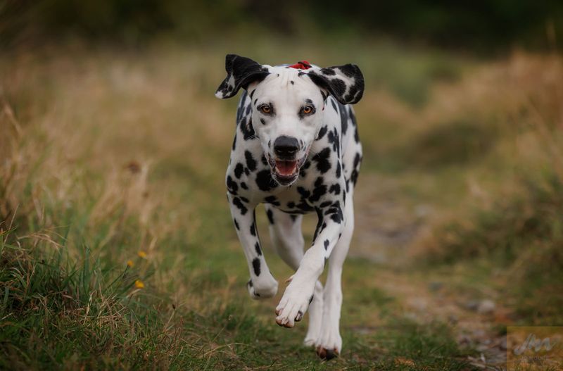 Dalmatian