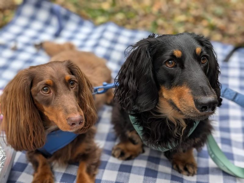 Dachshund