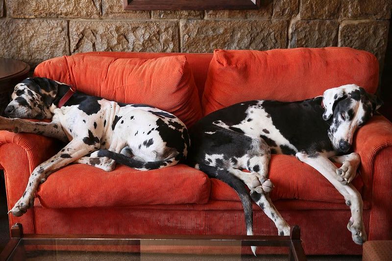 Great Dane