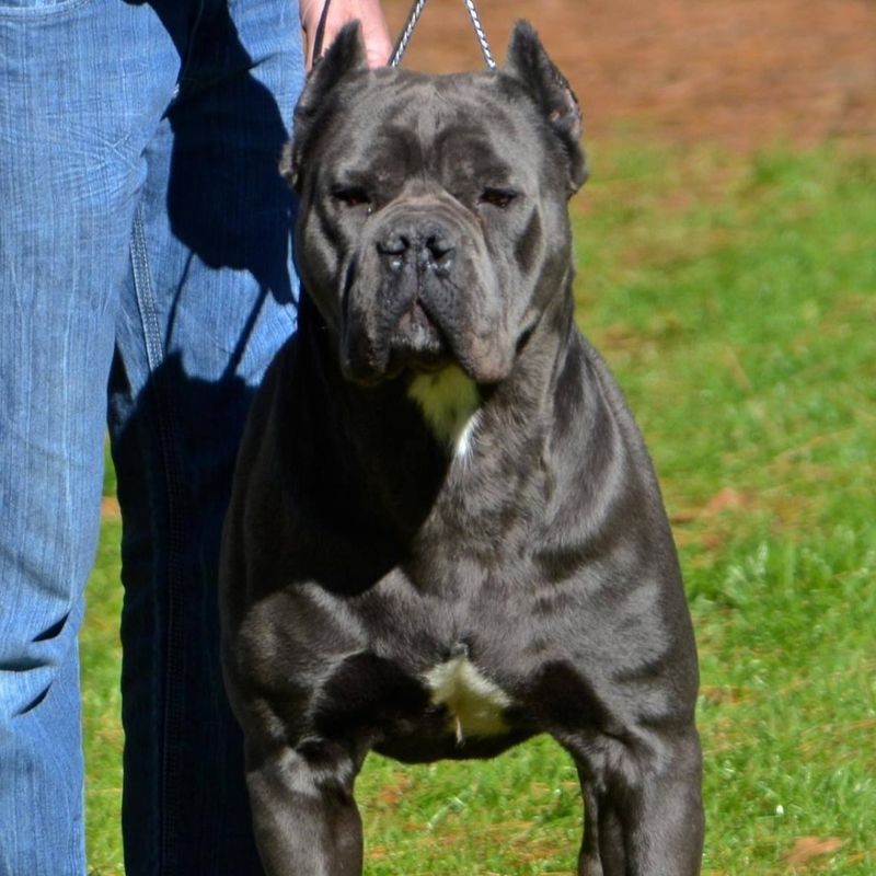 Cane Corso
