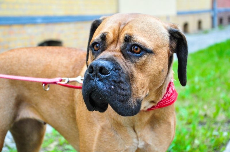 Bullmastiff