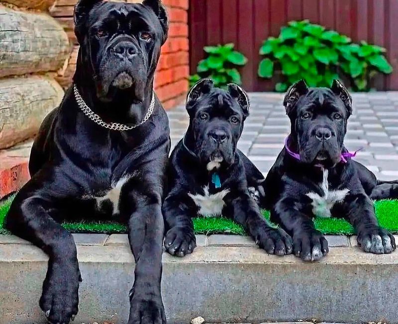 Cane Corso
