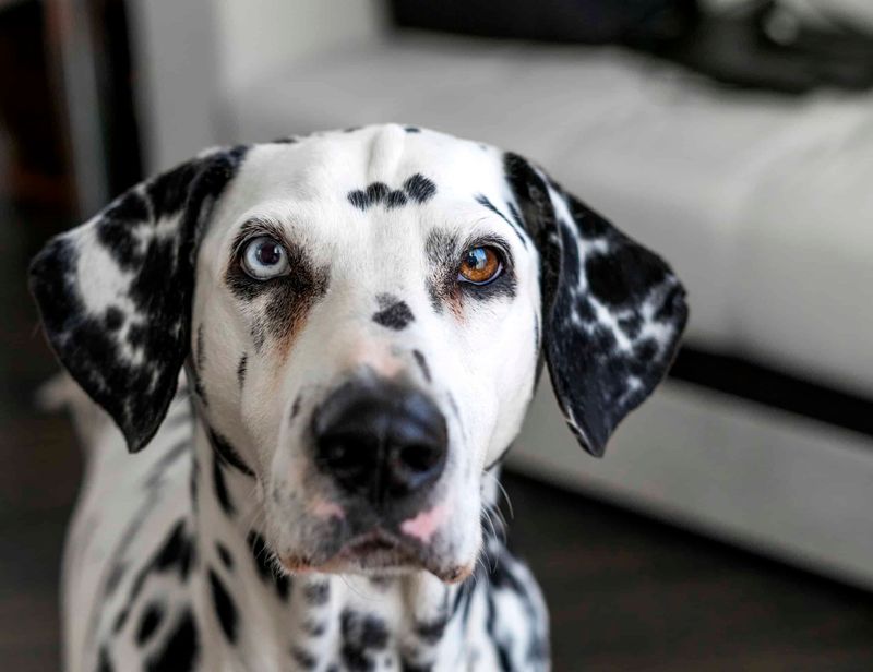 Dalmatian