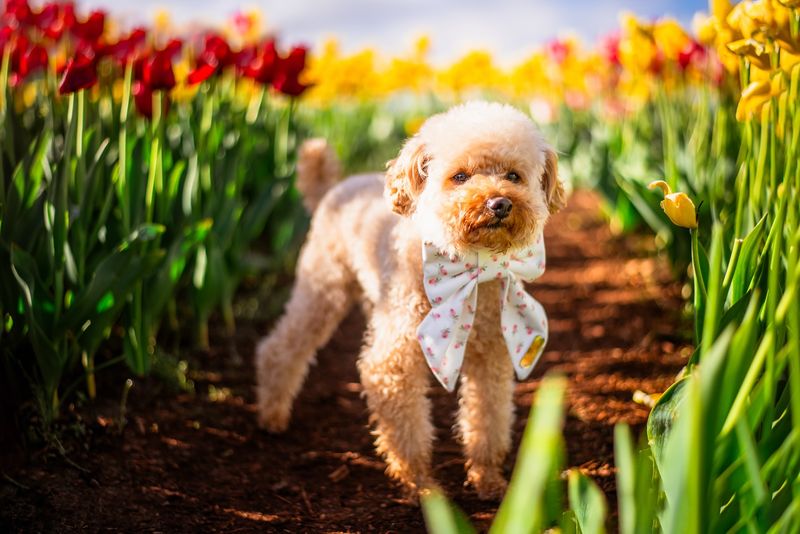 Poodle