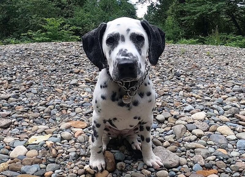 Dalmatian
