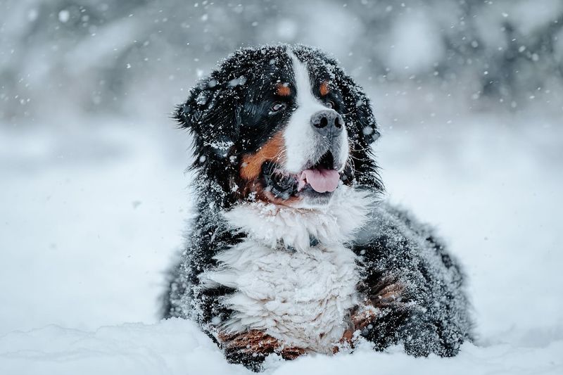 Bernese Mountain Dog