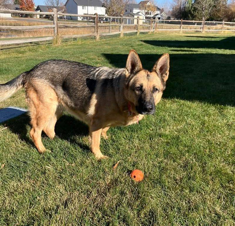 German Shepherd
