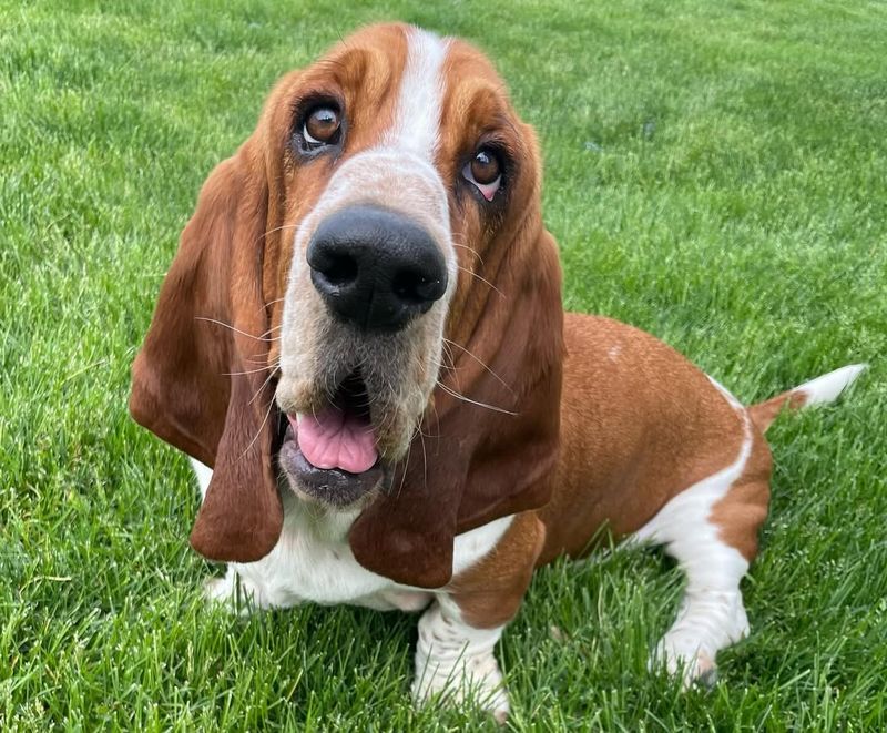 Basset Hound