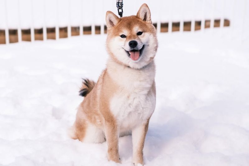 Shiba Inu