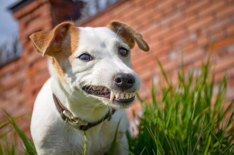 Jack Russell Terrier