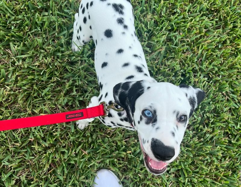 Dalmatian