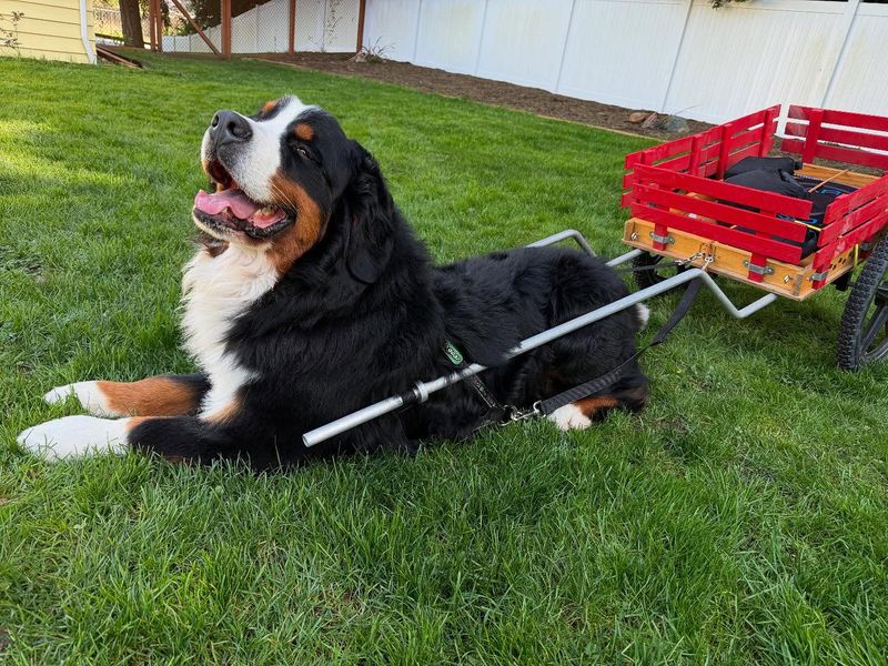 Bernese Mountain Dog