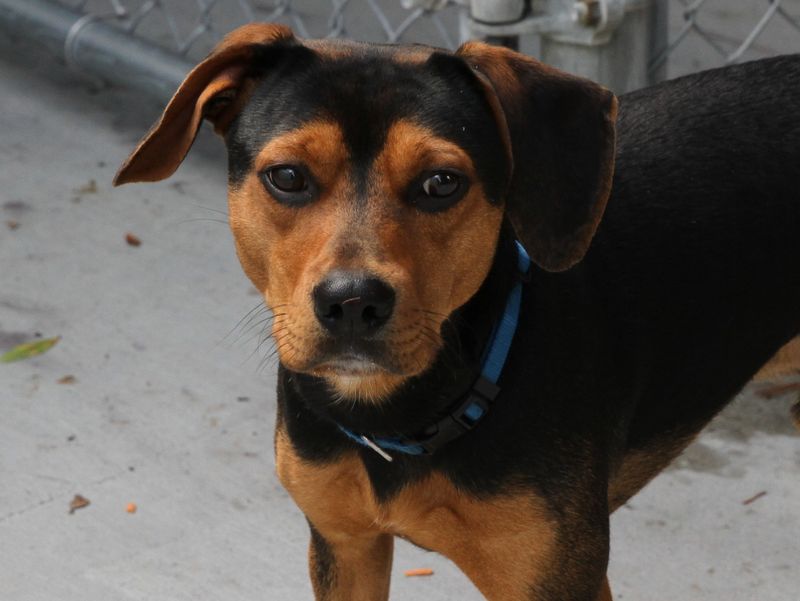 Beagle