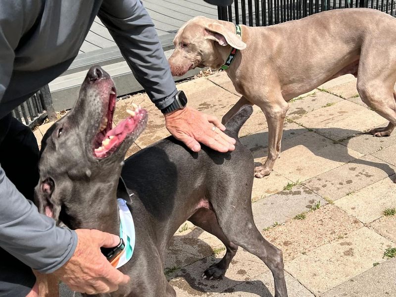 Weimaraner