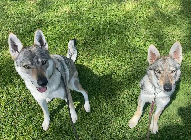Czechoslovakian Wolfdog