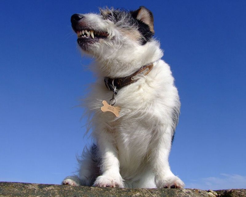 Jack Russell Terrier