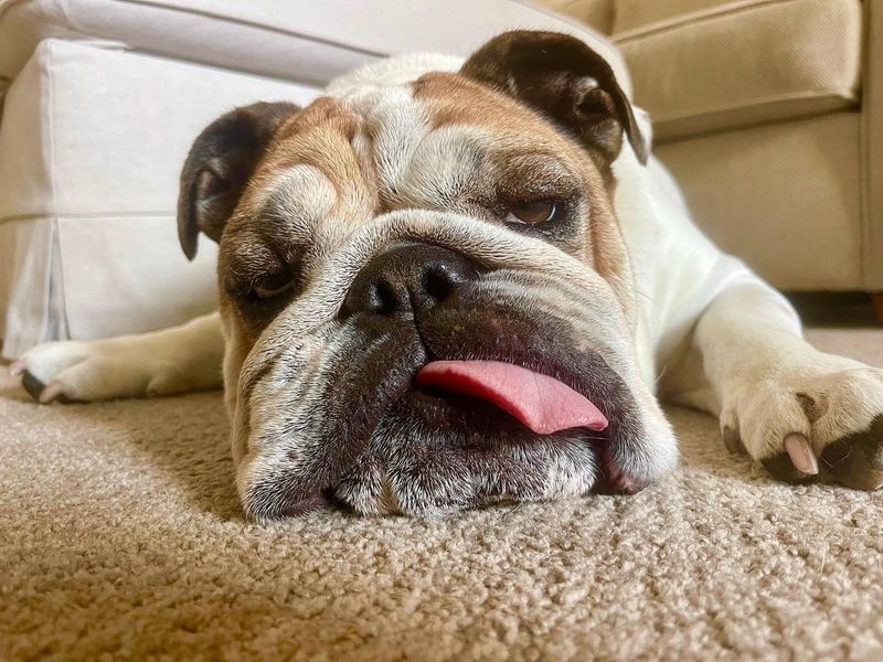 Bulldog