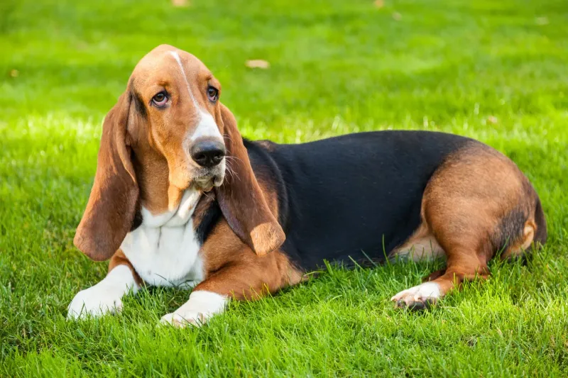 Breed 1: Basset Hound