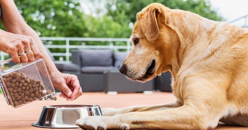 Nutritional Needs for Senior Dogs