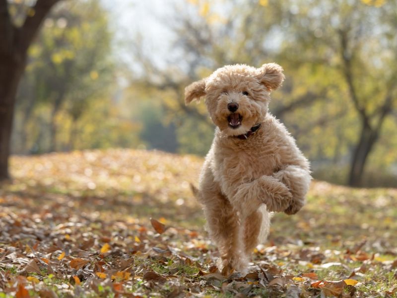 Joyful Jumping