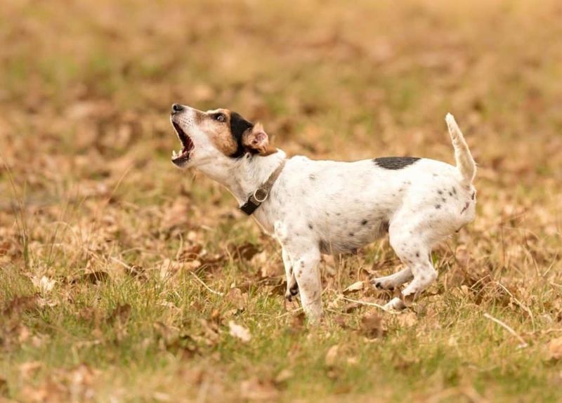Cheerful Barking