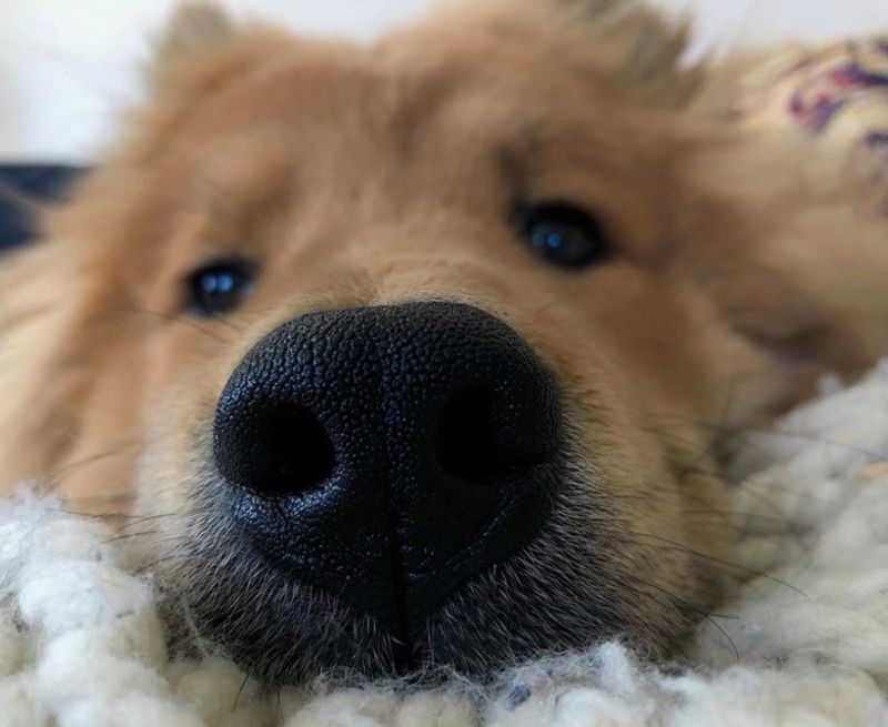 Gentle Nose Boops