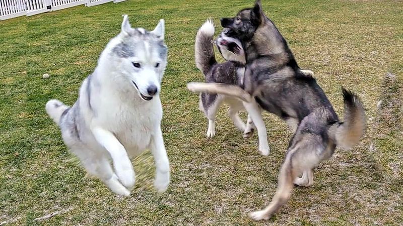 Zoomies Galore