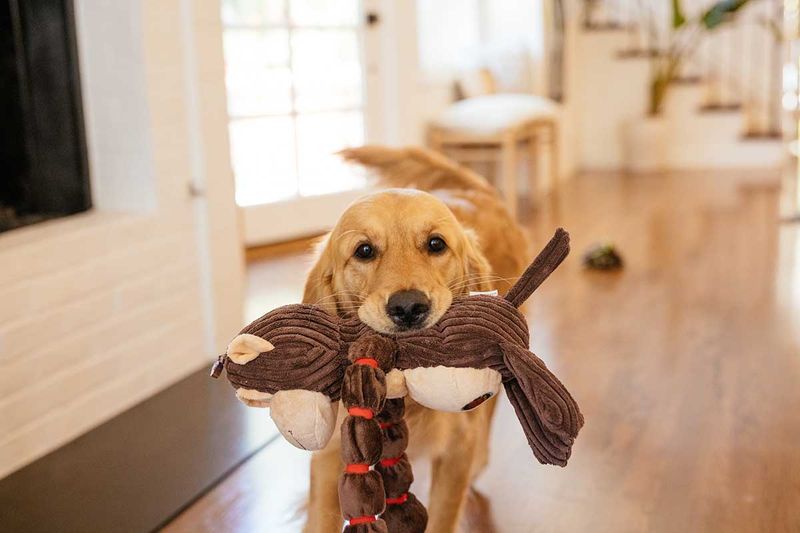 Bringing Their Favorite Toy