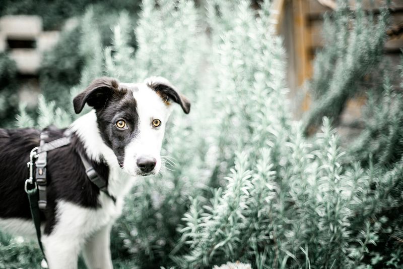 Border Collie