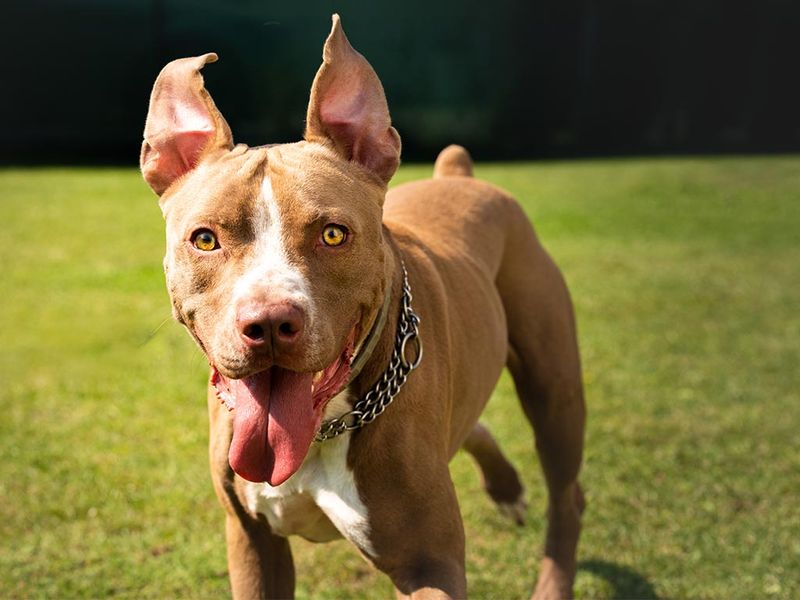 Pit Bull Terrier