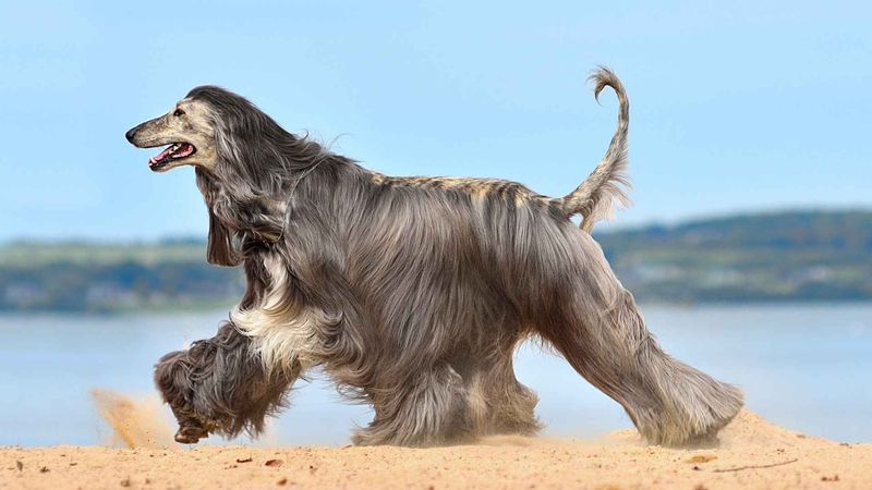 Afghan Hound