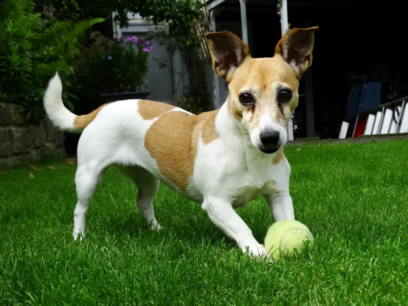 Tennis Balls