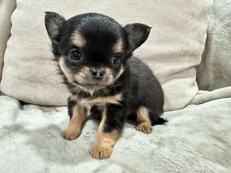 Chihuahua