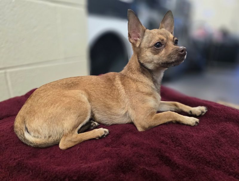 1. Chihuahua