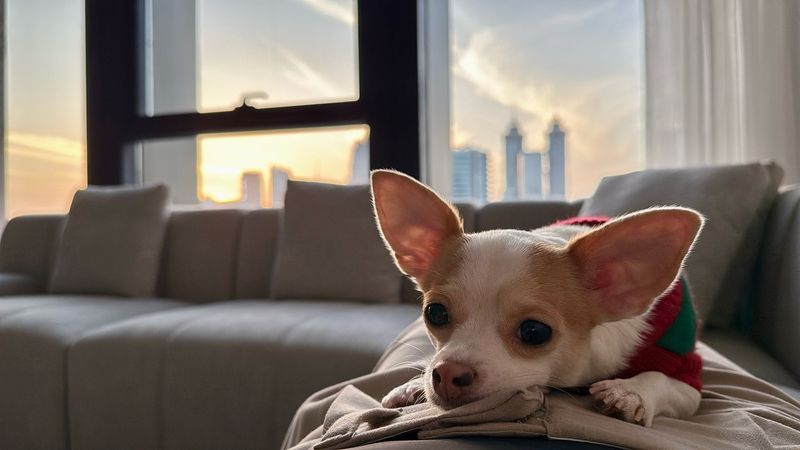 Chihuahua