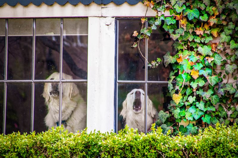 Constant Barking