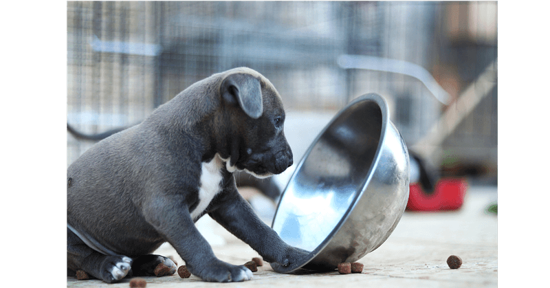 Ignoring Breed-Specific Needs