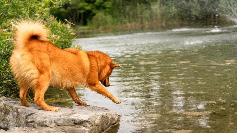 Finnish Spitz