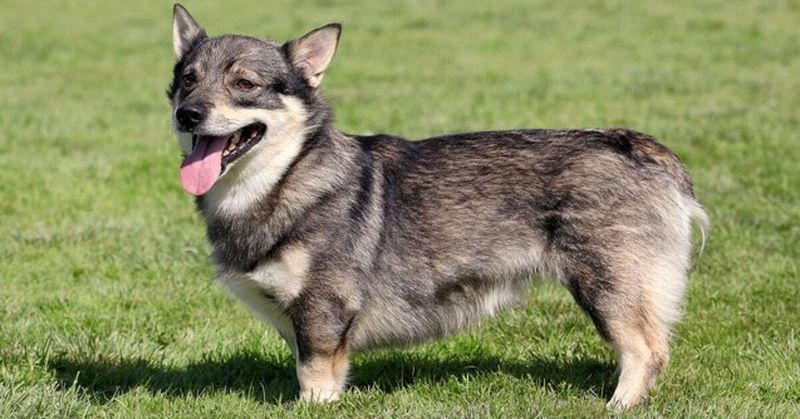 Swedish Vallhund