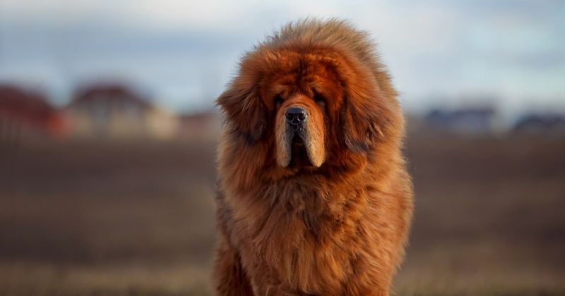 Tibetan Mastiff