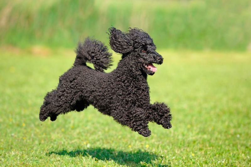 Joyful Jumping