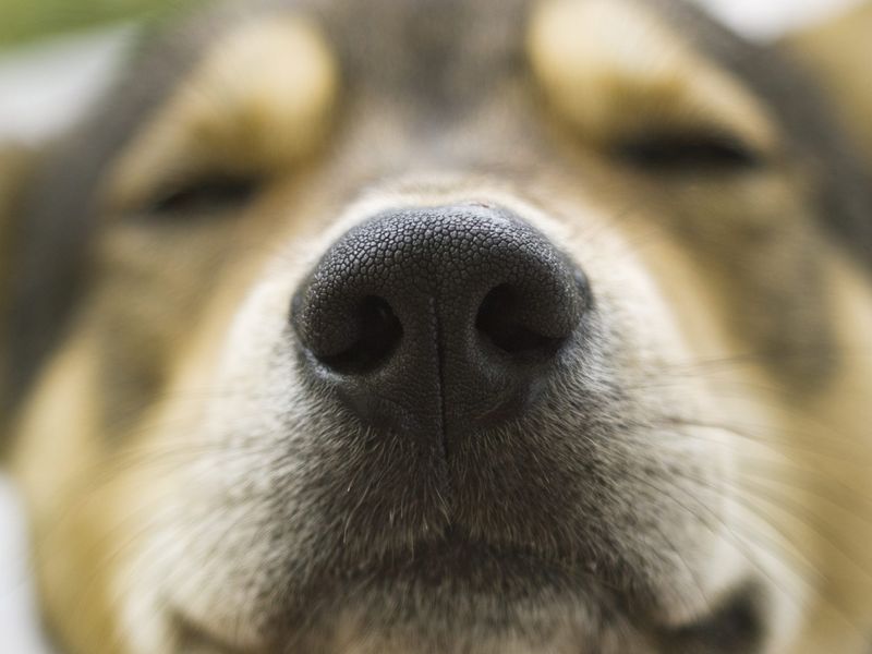 Nosing You